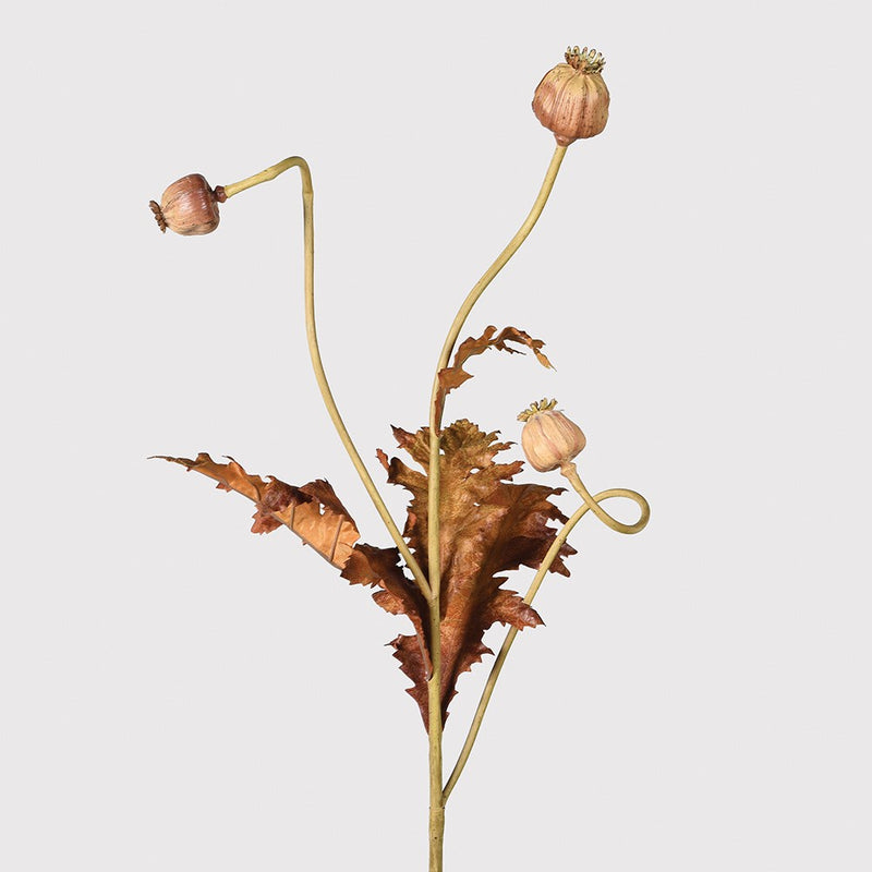 Brown Poppy Seed Stem