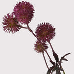 Purple Globe Thistle Stem
