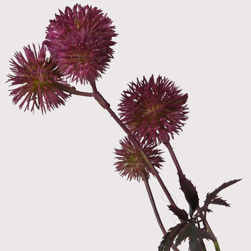 Purple Globe Thistle Stem
