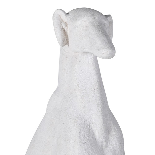 Sitting White Greyhound