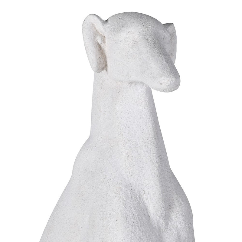Sitting White Greyhound