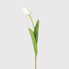 White Tulip Stem