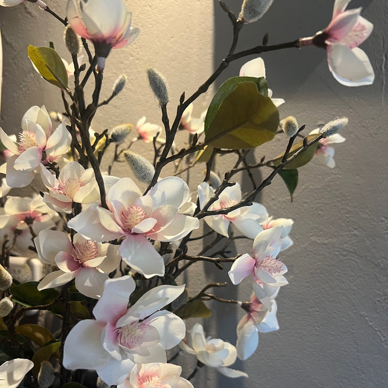 White Blush Magnolia Stem
