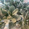 Faux Lambs Ear Leaf Stem