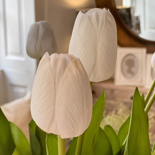 White Tulip Stem
