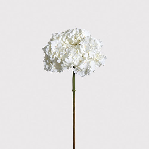 White Hydrangea Stem