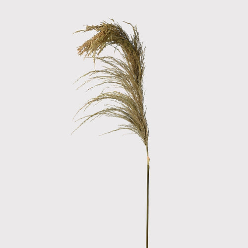 Real dried wheat stem